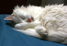 I parassiti del gatto 1282 0 I parassiti del gatto