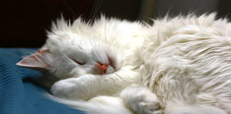 I parassiti del gatto 1282 0 I parassiti del gatto