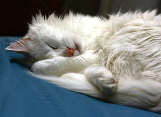 I parassiti del gatto 1282 0 I parassiti del gatto