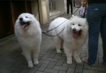 I parassiti del cane 1283 0 I parassiti del cane