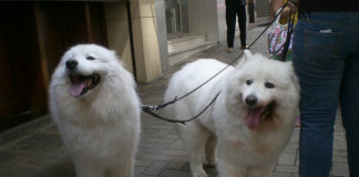 I parassiti del cane 1283 0 I parassiti del cane