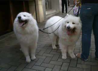 I parassiti del cane 1283 0 I parassiti del cane