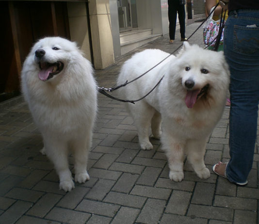 I parassiti del cane 1283 0 I parassiti del cane