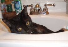 La pulizia del gatto 1284 0 la pulizia del gatto_ok