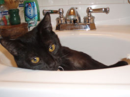 La pulizia del gatto 1284 0 la pulizia del gatto_ok