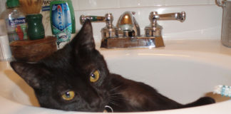 La pulizia del gatto 1284 0 la pulizia del gatto_ok