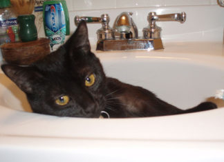 La pulizia del gatto 1284 0 la pulizia del gatto_ok