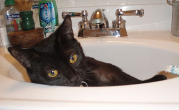 La pulizia del gatto 1284 0 la pulizia del gatto_ok