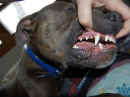 La pulizia del cane 1285 0 la pulizia del cane ok