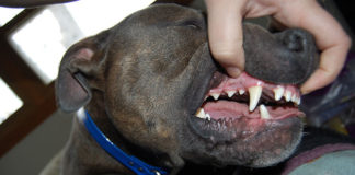 La pulizia del cane 1285 0 la pulizia del cane ok