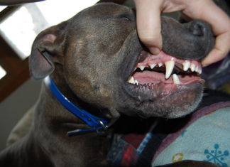 La pulizia del cane 1285 0 la pulizia del cane ok