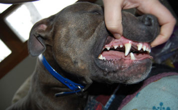 La pulizia del cane 1285 0 la pulizia del cane ok