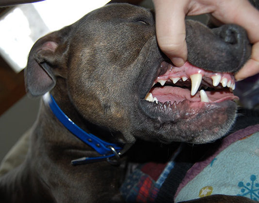 La pulizia del cane 1285 0 la pulizia del cane ok