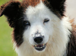 I vaccini per il cane 1286 0 i_vaccini_per_il_cane_ok