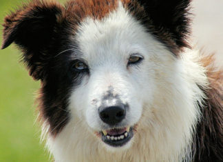 I vaccini per il cane 1286 0 i_vaccini_per_il_cane_ok