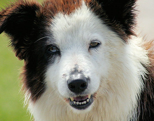 I vaccini per il cane 1286 0 i_vaccini_per_il_cane_ok