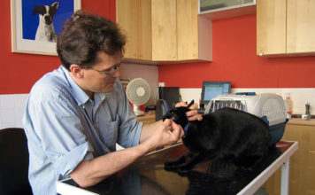 I vaccini per il gatto 1287 0 i_vaccini_per_il_gatto_ok
