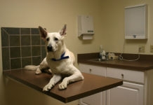 Quando andare dal veterinario 1288 0 Quando andare dal veterinario