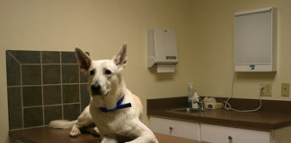 Quando andare dal veterinario 1288 0 Quando andare dal veterinario