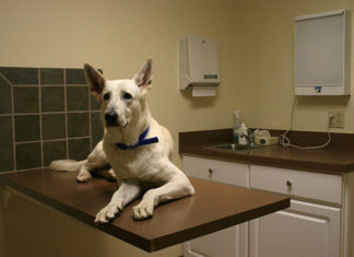 Quando andare dal veterinario 1288 0 Quando andare dal veterinario