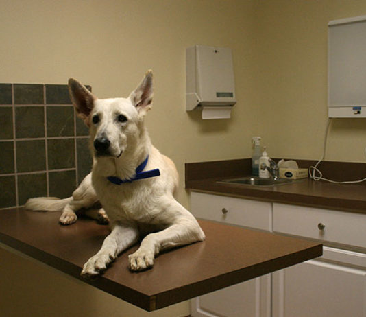 Quando andare dal veterinario 1288 0 Quando andare dal veterinario