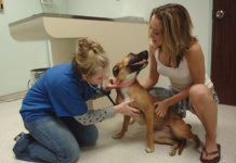 Scegliere il veterinario per il proprio cane 1289 0 Scegliere il veterinario per il proprio cane