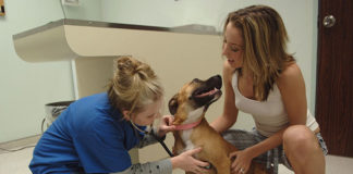 Scegliere il veterinario per il proprio cane 1289 0 Scegliere il veterinario per il proprio cane