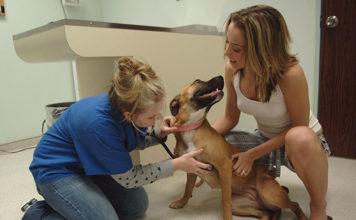 Scegliere il veterinario per il proprio cane 1289 0 Scegliere il veterinario per il proprio cane