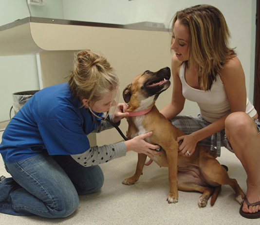 Scegliere il veterinario per il proprio cane 1289 0 Scegliere il veterinario per il proprio cane
