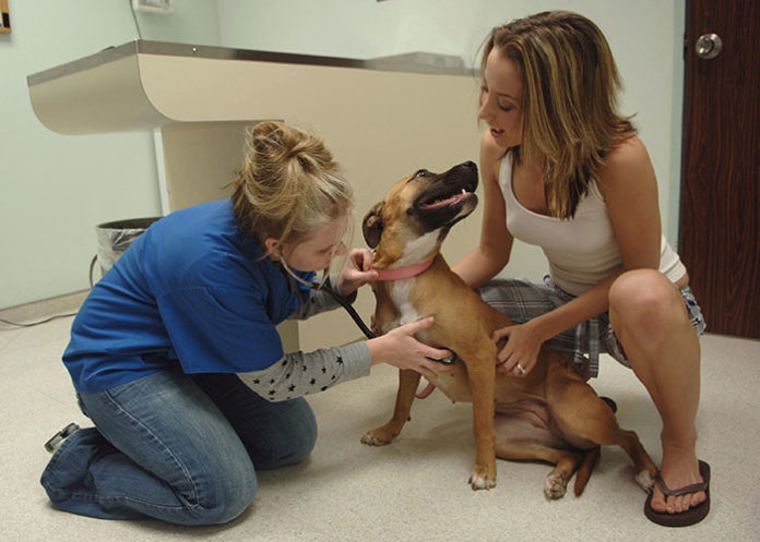 1289 0 Scegliere il veterinario per il proprio cane