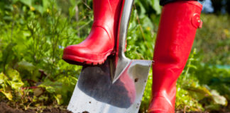 La pericolosa euforia degli aspiranti pollici verdi 13 0 Zappando