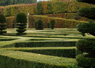 Potatura dei cespugli e delle siepi 1320 0 potatura_dei_cespugli_e_delle_siepi_ok