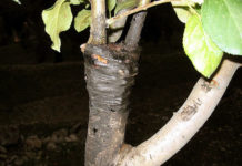 Attrezzi per innesto 1322 0 attrezzi_per_innesto_ok