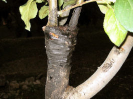 Attrezzi per innesto 1322 0 attrezzi_per_innesto_ok