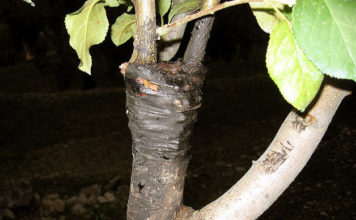 Attrezzi per innesto 1322 0 attrezzi_per_innesto_ok