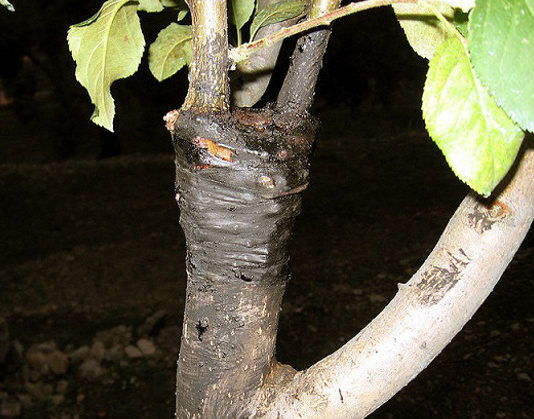 Attrezzi per innesto 1322 0 attrezzi_per_innesto_ok