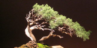 Potatura dei bonsai 1323 0 potatura_dei_bonsai_ok