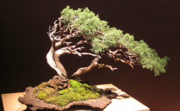 Potatura dei bonsai 1323 0 potatura_dei_bonsai_ok