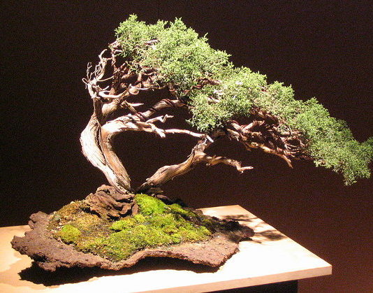 Potatura dei bonsai 1323 0 potatura_dei_bonsai_ok