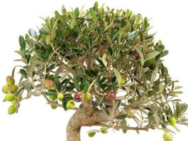 Potatura dell’Olivo 1324 0 potatura_dell_olivo_ok