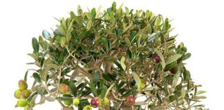 Potatura dell’Olivo 1324 0 potatura_dell_olivo_ok