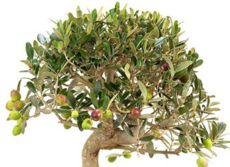 Potatura dell’Olivo 1324 0 potatura_dell_olivo_ok