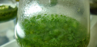 I cianobatteri 1456 0 I_cianobatteri_ok