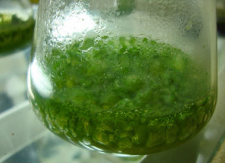 I cianobatteri 1456 0 I_cianobatteri_ok