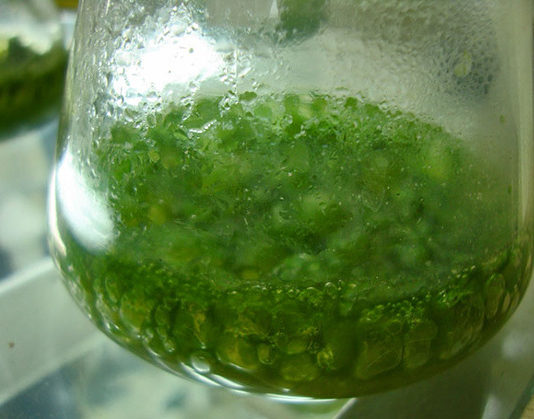 I cianobatteri 1456 0 I_cianobatteri_ok