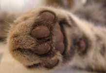 Costruire un tiragraffi per gatti 1459 0 Animali – Animali da compagnia – Abbigliamento e accessori