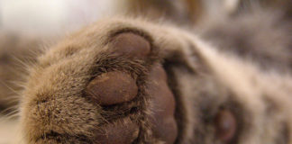 Costruire un tiragraffi per gatti 1459 0 Animali – Animali da compagnia – Abbigliamento e accessori