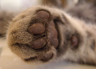 Costruire un tiragraffi per gatti 1459 0 Animali – Animali da compagnia – Abbigliamento e accessori