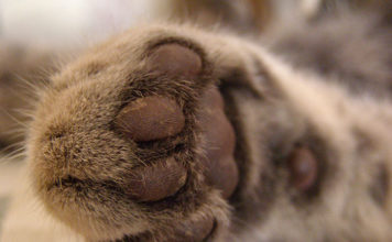 Costruire un tiragraffi per gatti 1459 0 Animali – Animali da compagnia – Abbigliamento e accessori