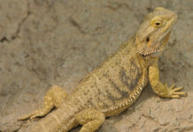 Il drago barbuto 1462 0 il drago barbuto_ok